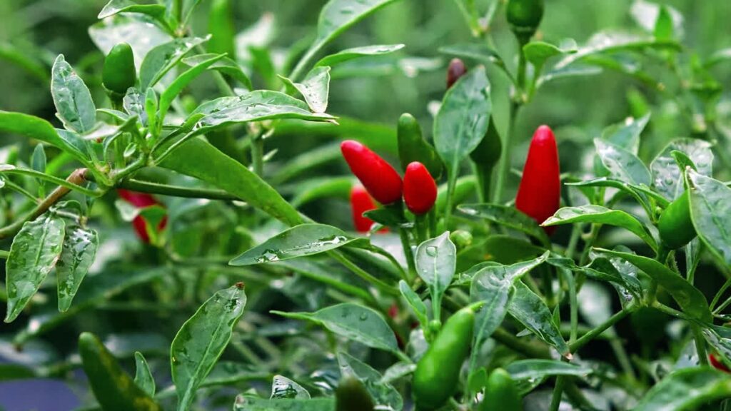 Red Chilli
