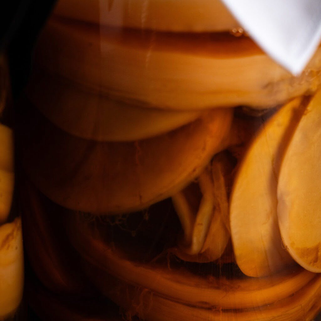 Kombucha Cultures SCOBY